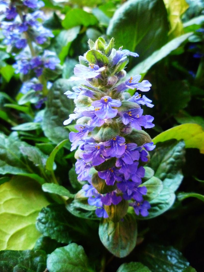 Ajuga