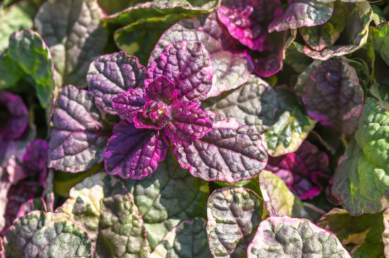 Ajuga