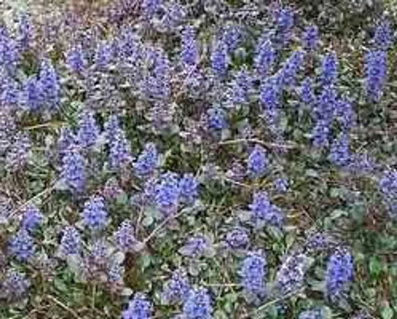 Ajuga