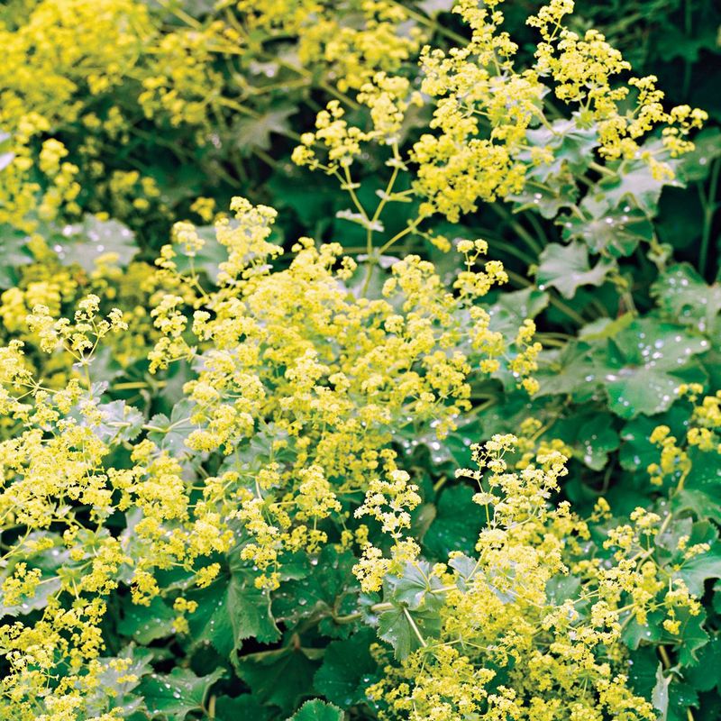 Alchemilla (Lady's Mantle)