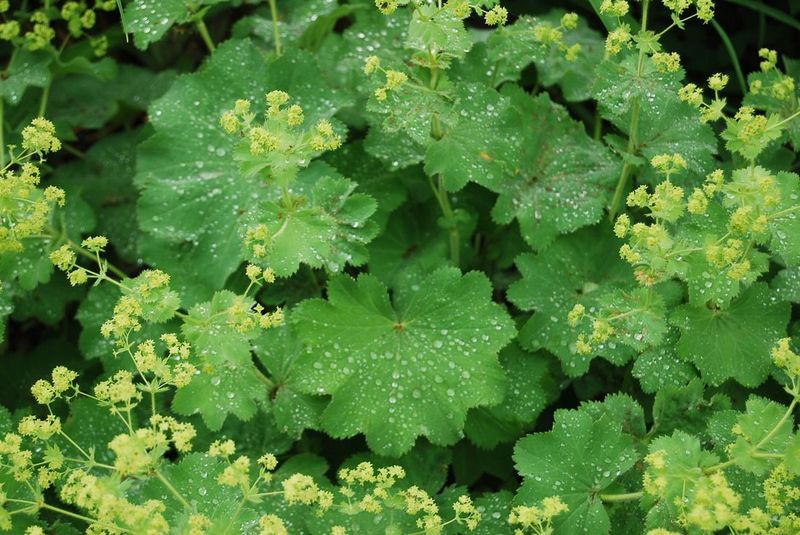 Alchemilla mollis