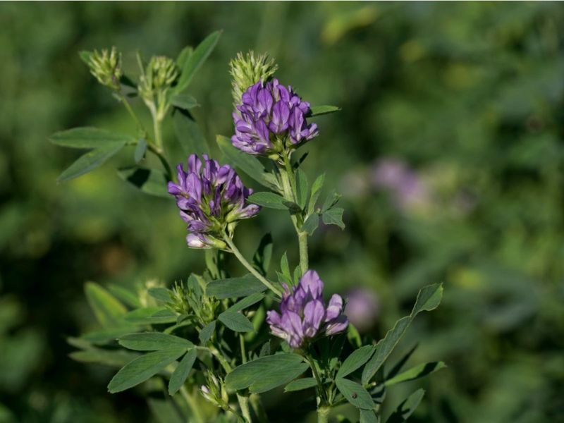 Alfalfa