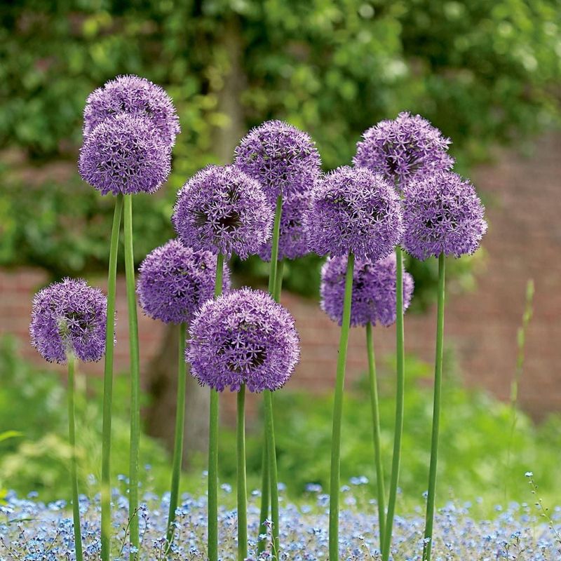 Allium