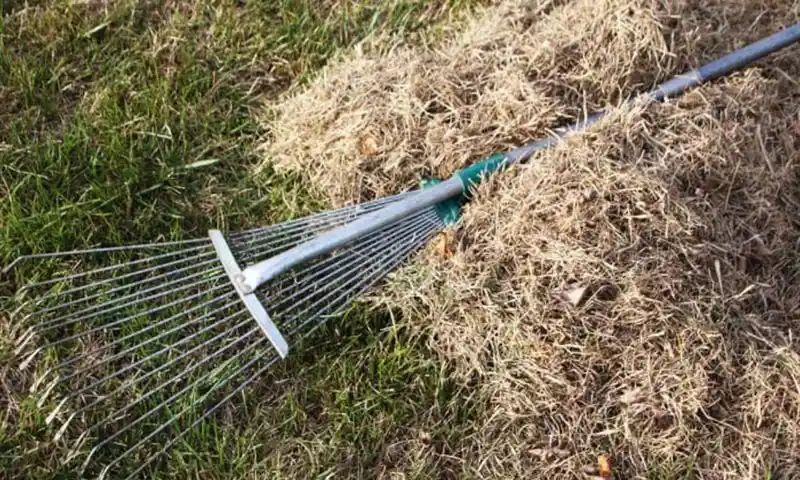 Allowing Thatch Buildup