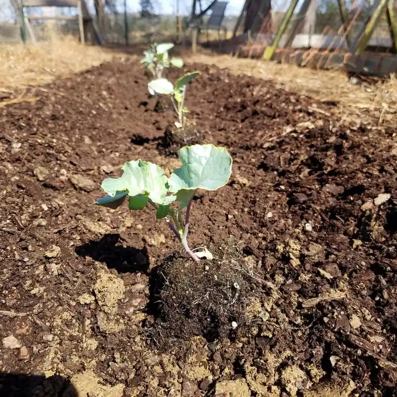 Allows for Custom Soil Mixes