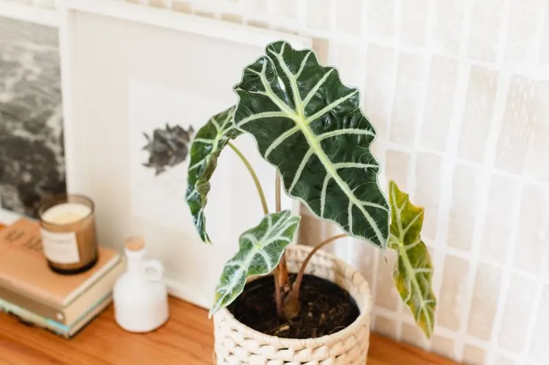 Alocasia Polly
