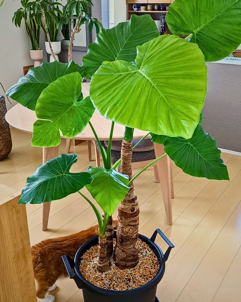 Alocasia