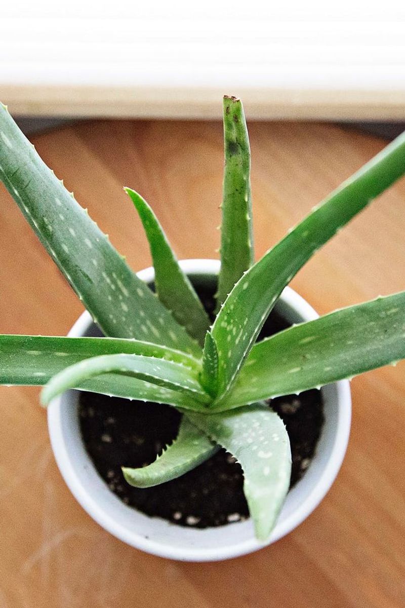 Aloe Vera