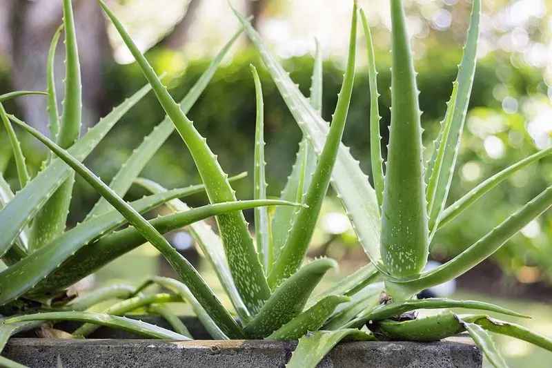 Aloe Vera