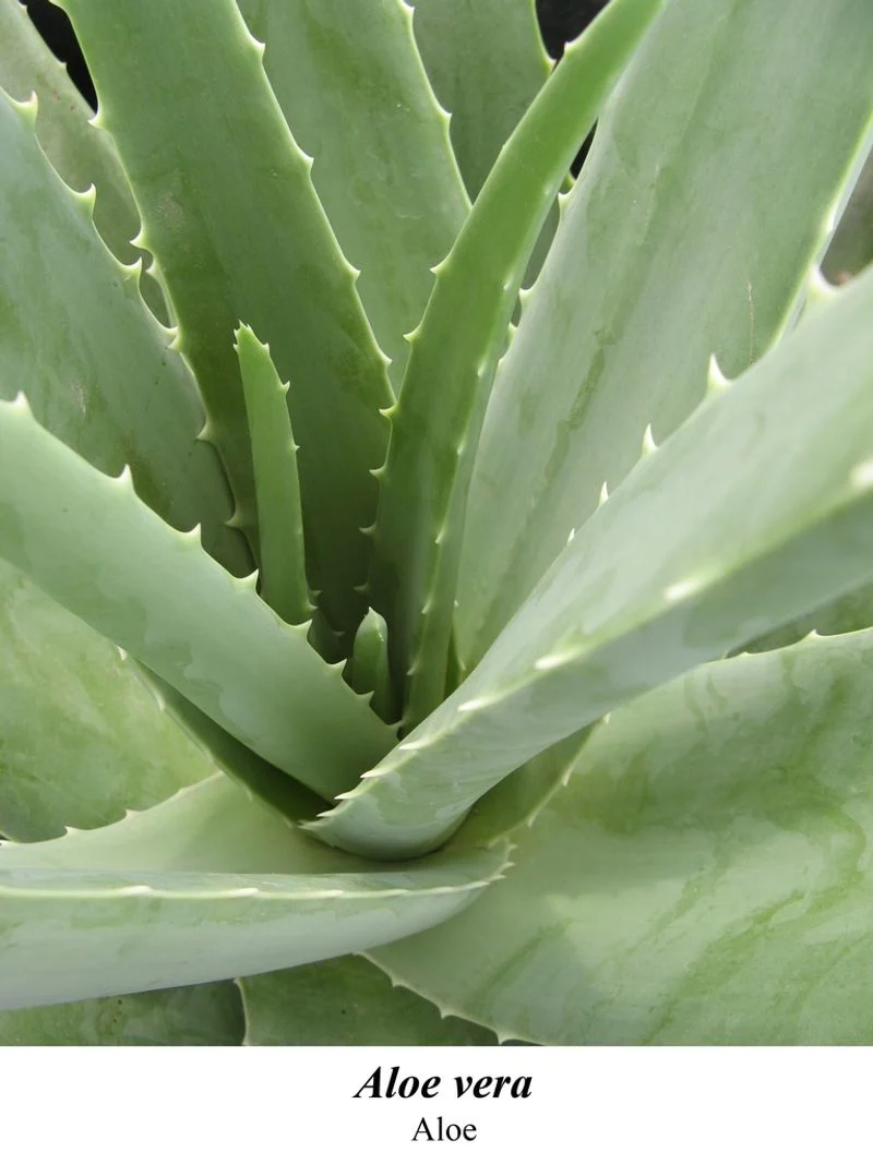 Aloe Vera
