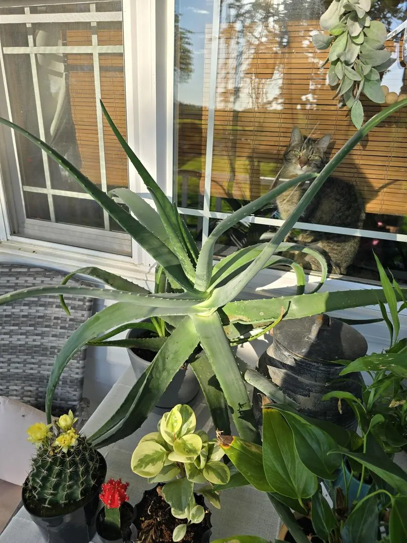 Aloe Vera