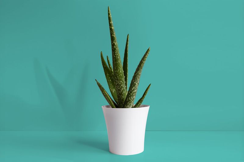 Aloe Vera