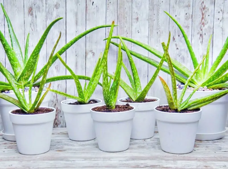 Aloe Vera