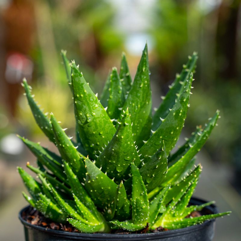 Aloe Vera