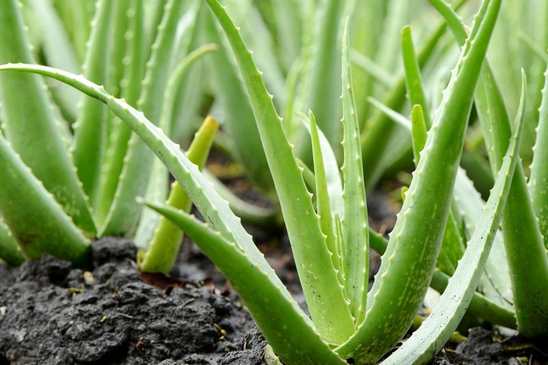 Aloe Vera