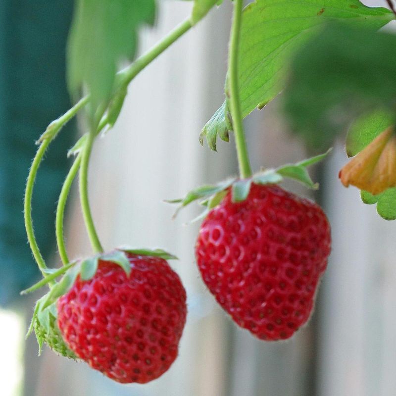 Alpine Strawberry (Fragaria vesca var. alpina)