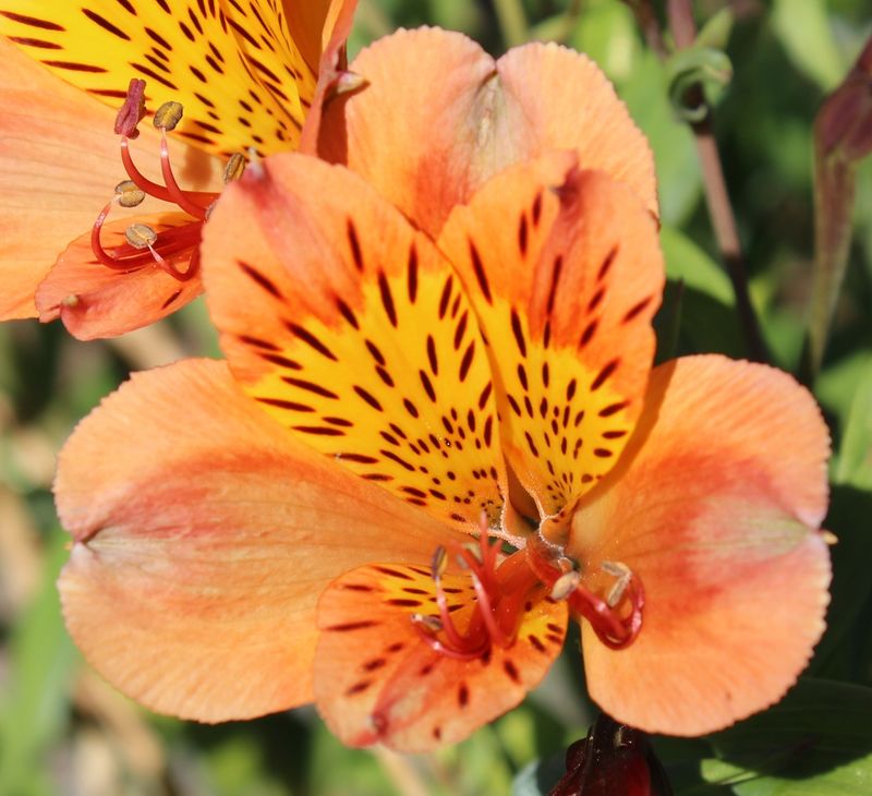 Alstroemeria