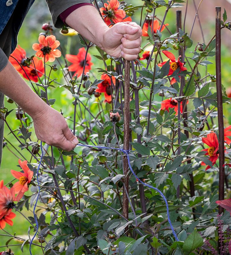 Always Stake Tall Plants