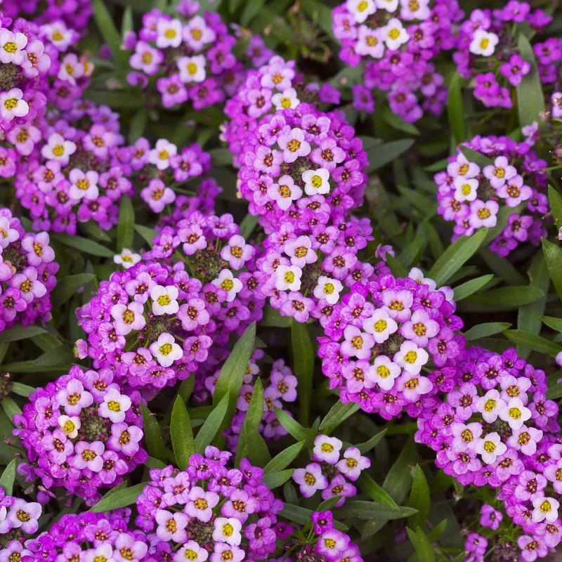 Alyssum