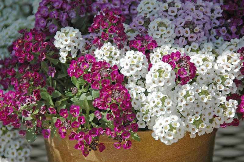 Alyssum Aroma