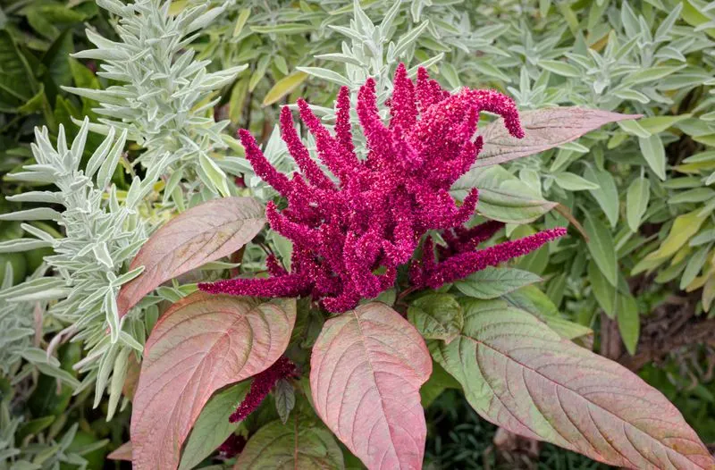 Amaranth