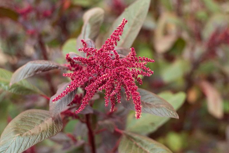 Amaranthus