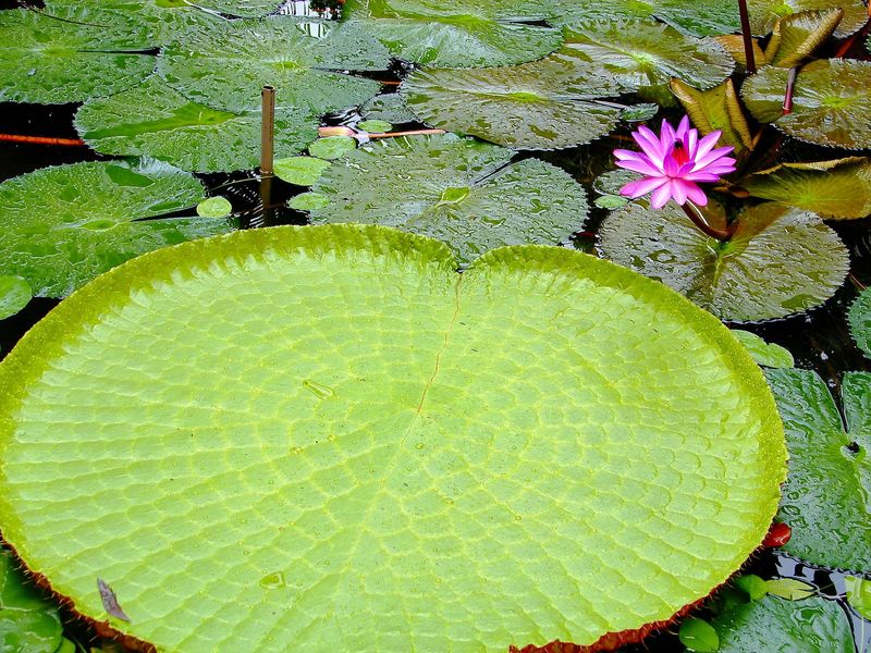 Amazonian Water Lily