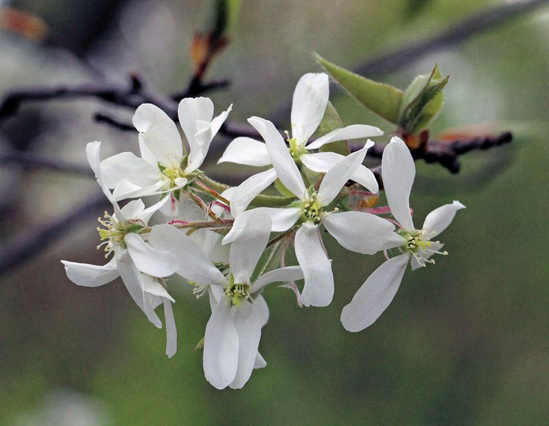 Amelanchier