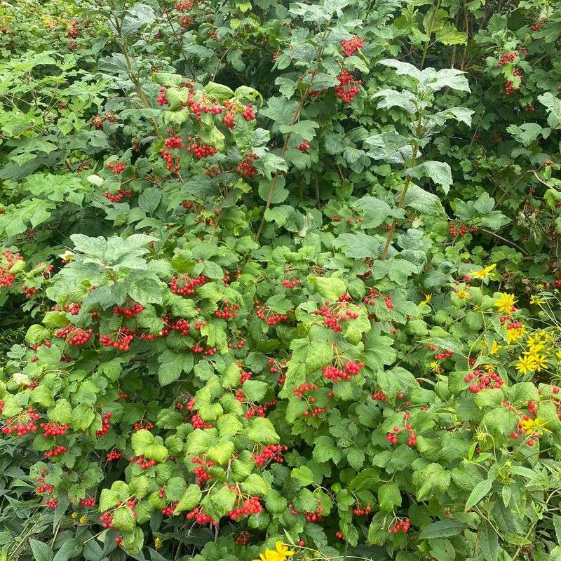 American Cranberrybush (Viburnum trilobum)