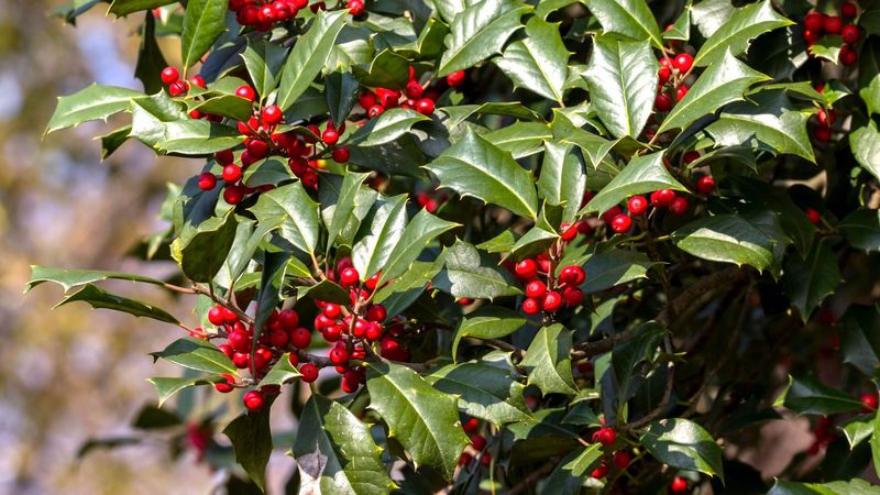 American Holly