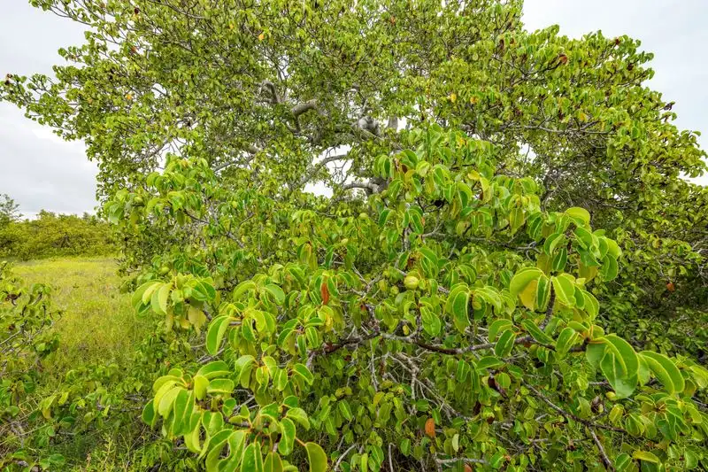 An Ecological Oddity