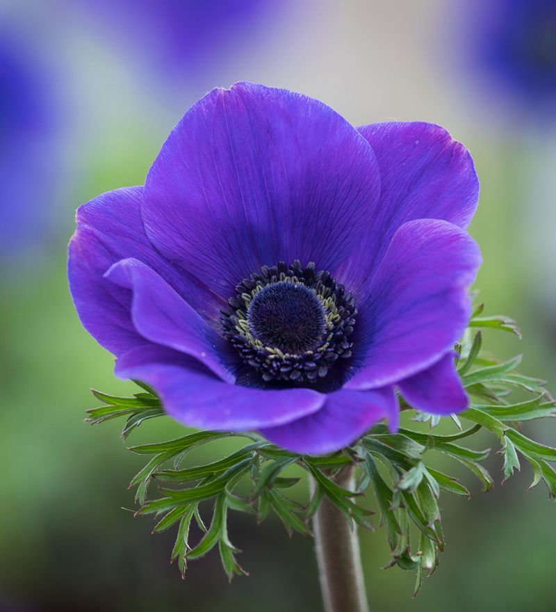 Anemone