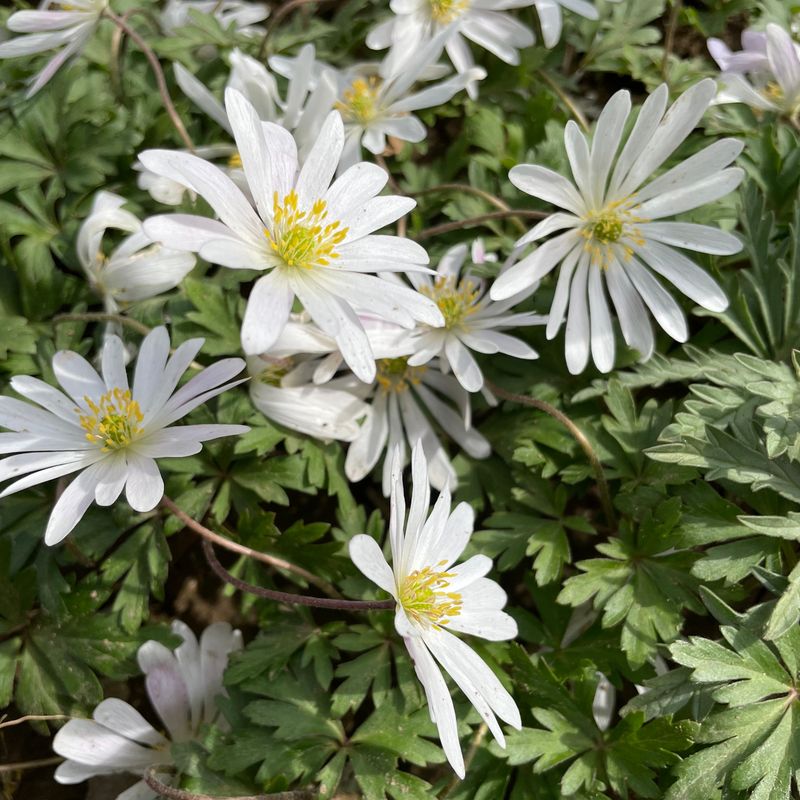 Anemone Blanda