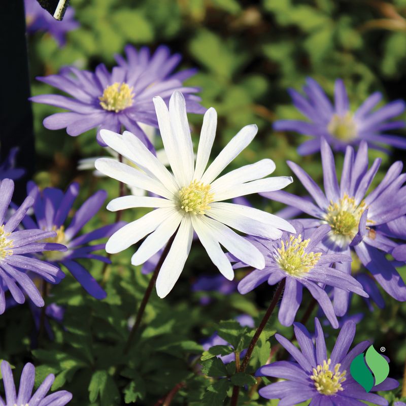 Anemone Blanda