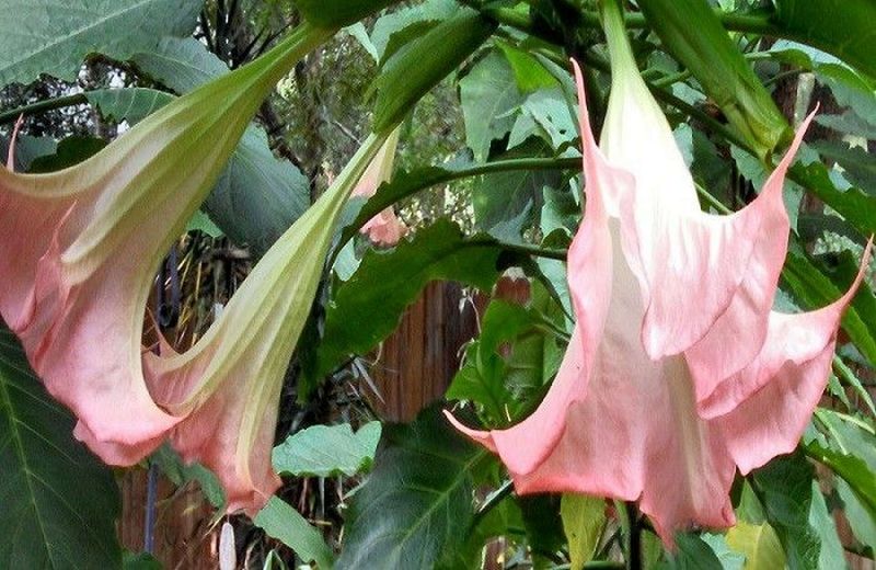 Angel's Trumpet