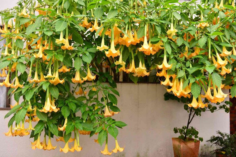 Angel's Trumpet