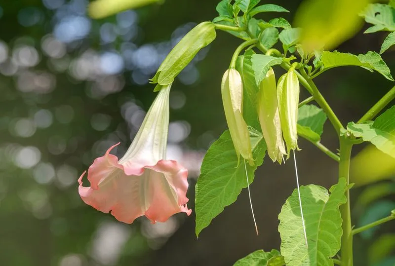 Angel's Trumpet