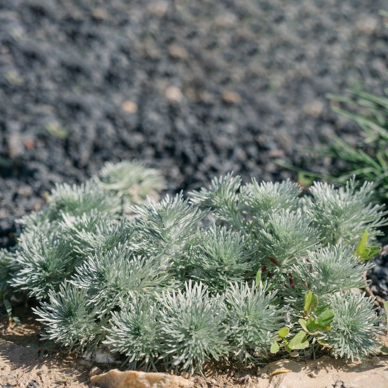 Angel Hair Artemisia