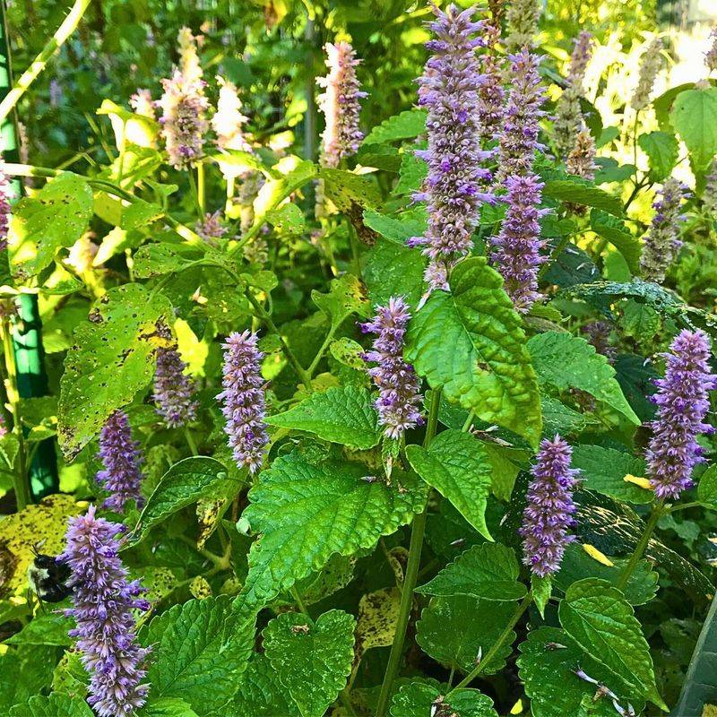 Anise Hyssop