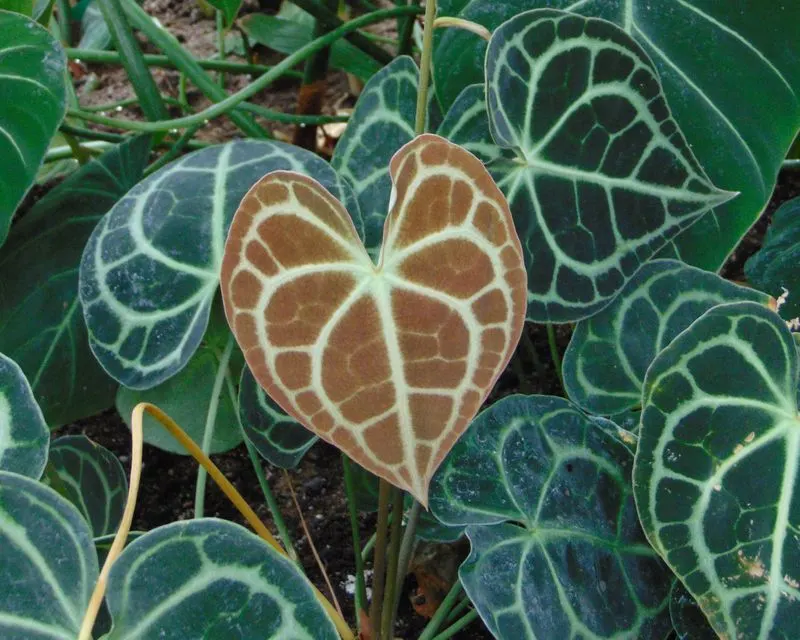 Anthurium Clarinervium