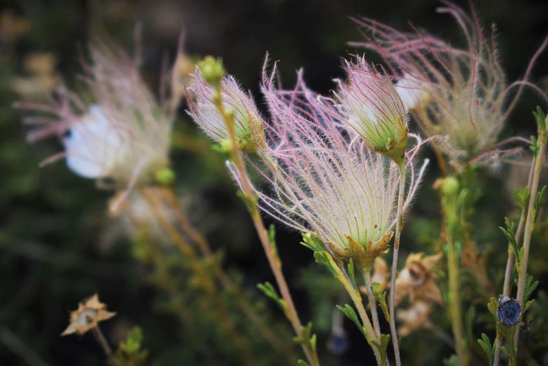 Apache Plume