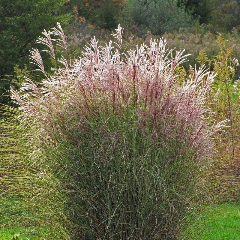 Apache Plume