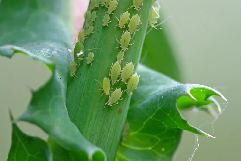 Aphids