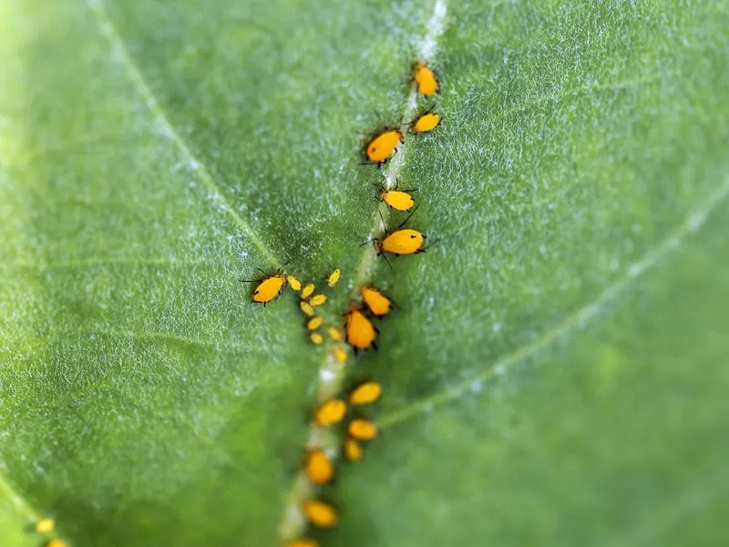 Aphids