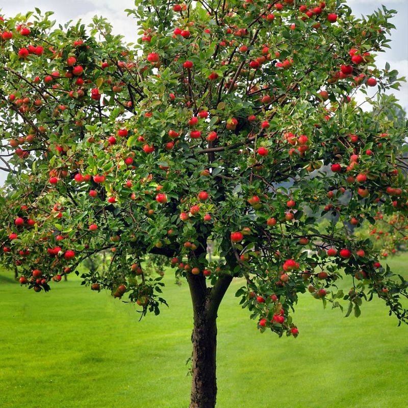 Apple Tree