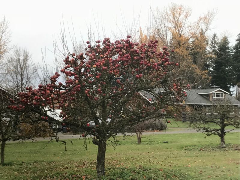 Apple Trees