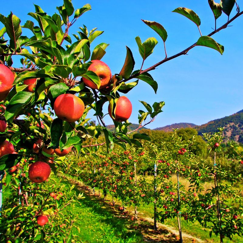 Apple Trees