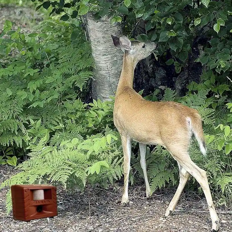Apply Commercial Deer Repellents