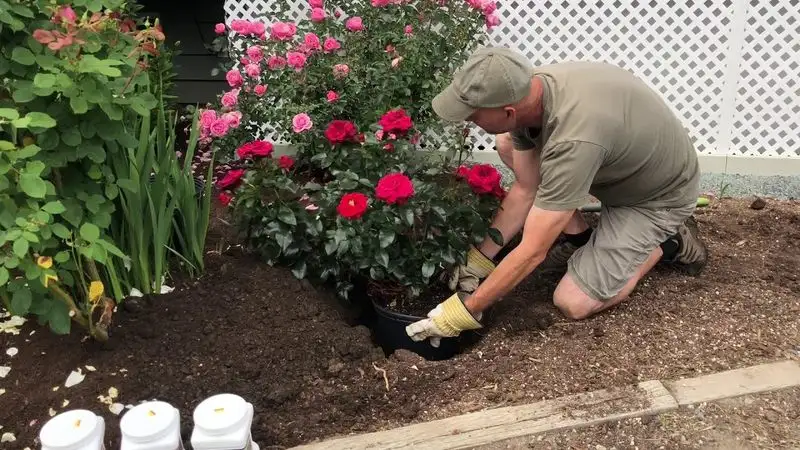 Applying Mulch