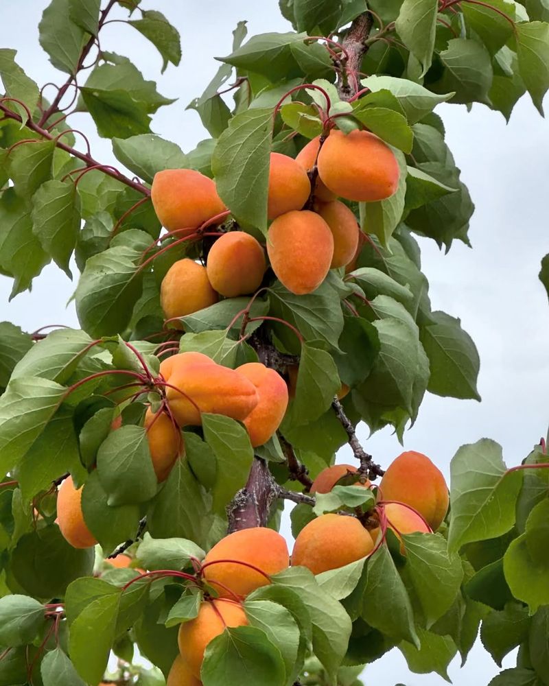 Apricot Tree